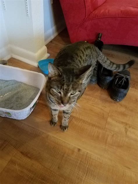 Found cats near me - Lost & Found Cats of Massachusetts. 5,729 likes · 101 talking about this. We are a volunteer-driven, community page dedicated to helping lost cats find their way home by posting lost and found cats...
